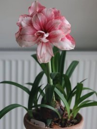 Đổi Chồng Phút Cuối