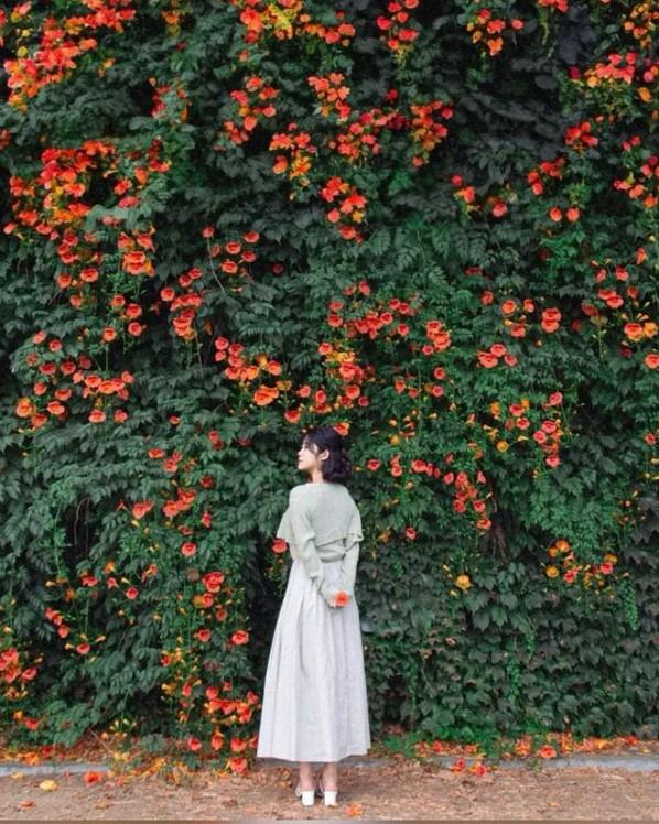 Phiên Bản Giảm Giá Của Hoa Khôi