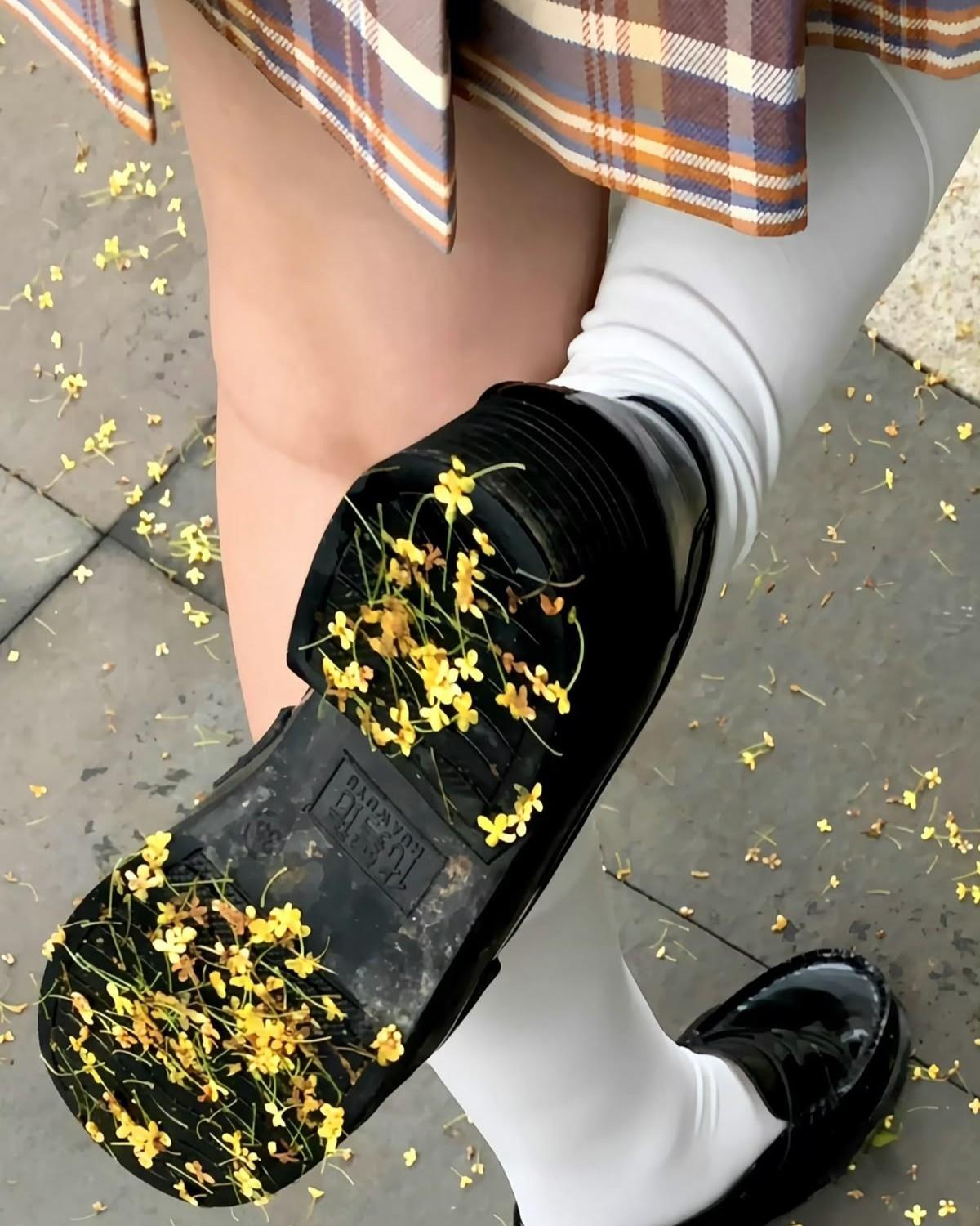 Hoa Tàn Sau Làn Sương